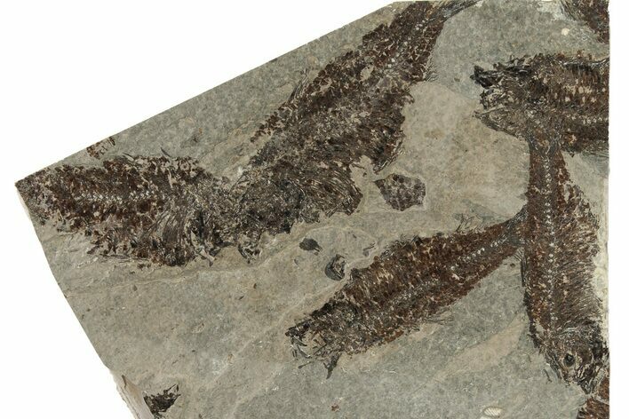 Fossil Fish (Knightia) Mortality Plate - Wyoming #257108